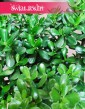 Grubosz jajowaty, Drzewko szczęścia, Crassula Ovata