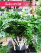 Davallia Humata Teyermanii, Dawalia Humata Teyermanii, Paproć Humata Tyermana, Paproć Tarantula sklep z roślinami