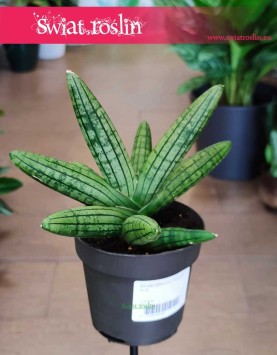 Sansevieria Cylindrica Inti sklep z roslinami online , Sansewieria Cylindrica Inti.
