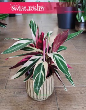 Stromanta Triostar, Stromanthe Triostar, Stromante Triostar,