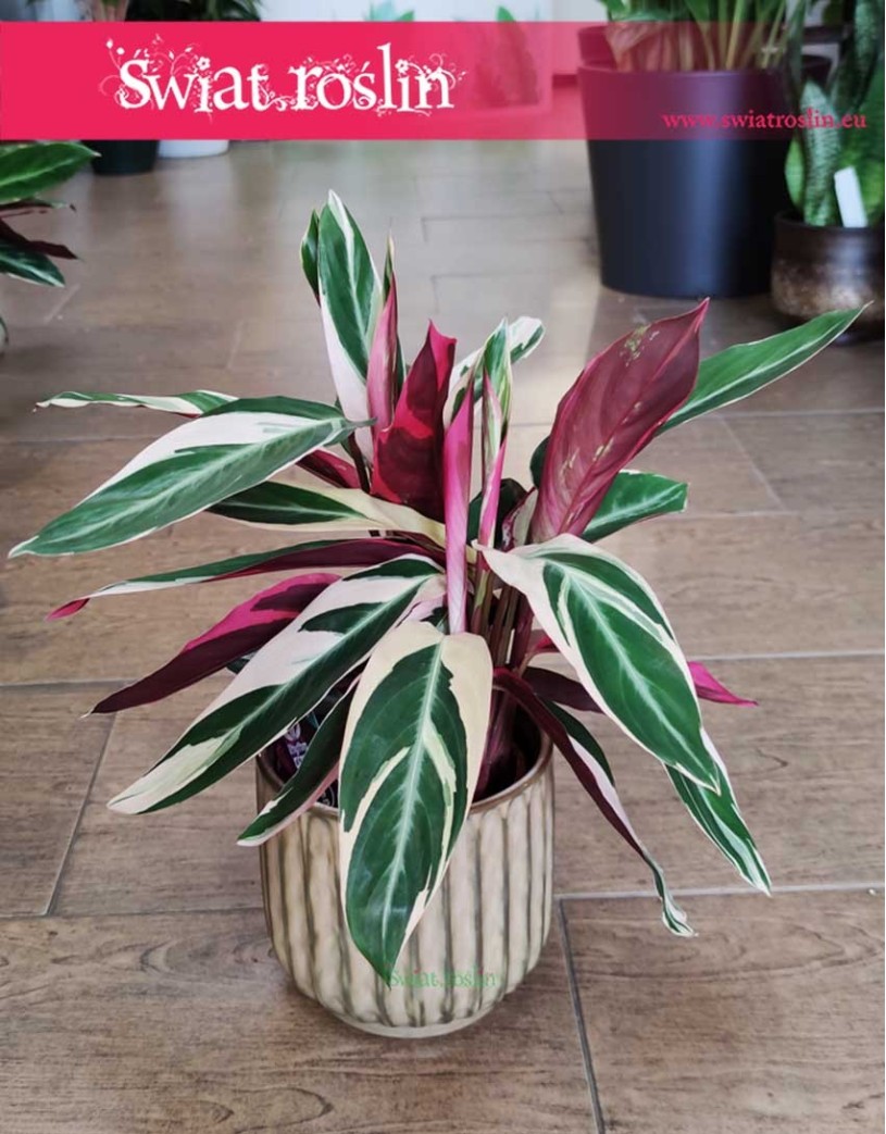Stromanta Triostar, Stromanthe Triostar, Stromante Triostar,