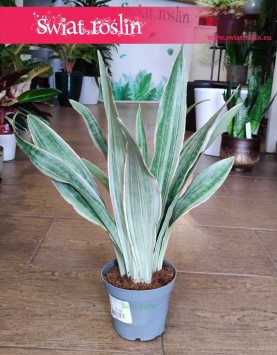 Sansevieria Metallica sklep internetowy online wysyłka, Sansewieria Metallica
