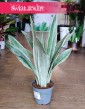 Sansevieria Metallica sklep internetowy online wysyłka, Sansewieria Metallica