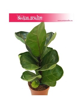 Ficus Lyrata Bambino, Fikus Lyrata Bambino, Fikus Dębolistny Bambino, Figowiec Lirolistny Bambino 1