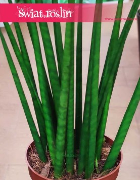 Sansevieria Fernwood Mikado sklep internetowy online z roślinami wysyłka , Sansewieria Fernwood Mikado