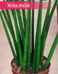 Sansevieria Fernwood Mikado sklep internetowy online z roślinami wysyłka , Sansewieria Fernwood Mikado