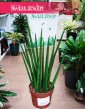 Sansevieria Fernwood Mikado rosliny doniczkowe Kraków sklep, Sansewieria Fernwood Mikado
