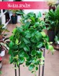 Eschynantus Mona Lisa, Eszynantus Mona Lisa, Aeschynanthus Mona Lisa, skelp z roślinami online