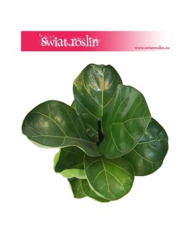 Ficus Lyrata Bambino, Fikus Lyrata Bambino, Fikus Dębolistny Bambino, Figowiec Lirolistny Bambino 2