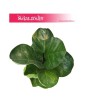 Ficus Lyrata Bambino, Fikus Lyrata Bambino, Fikus Dębolistny Bambino, Figowiec Lirolistny Bambino 2