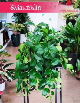 Eschynantus Mona Lisa, Eszynantus Mona Lisa, Aeschynanthus Mona Lisa, kwiaty doniczkowe sklep online