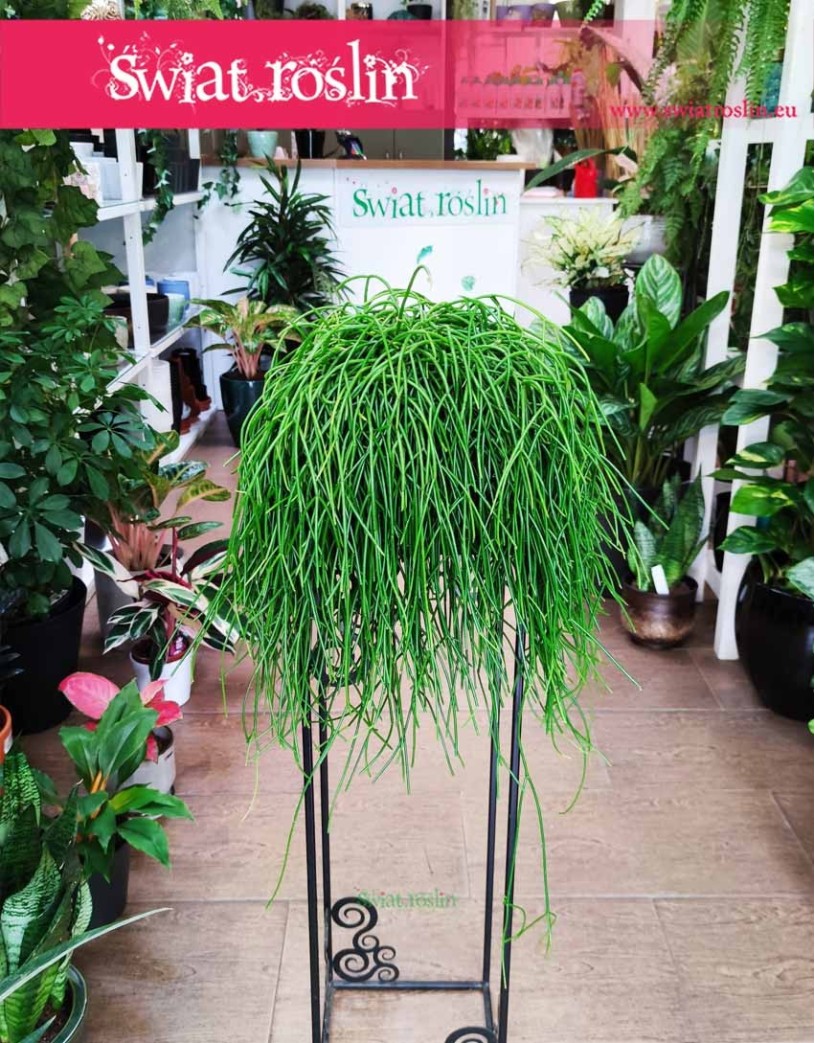 Rhipsalis Shaferi, Rypsalis Shaferi, Kaktus leśny Shaferi, Patyczak Shaferi roślina