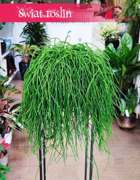 Rhipsalis Shaferi wysyłka roslin sklep, Rypsalis Shaferi, Kaktus leśny Shaferi roślina