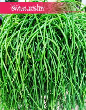 Rhipsalis Shaferi sklep online, Rypsalis Shaferi, Kaktus leśny Shaferi, Patyczak Shaferi roślina
