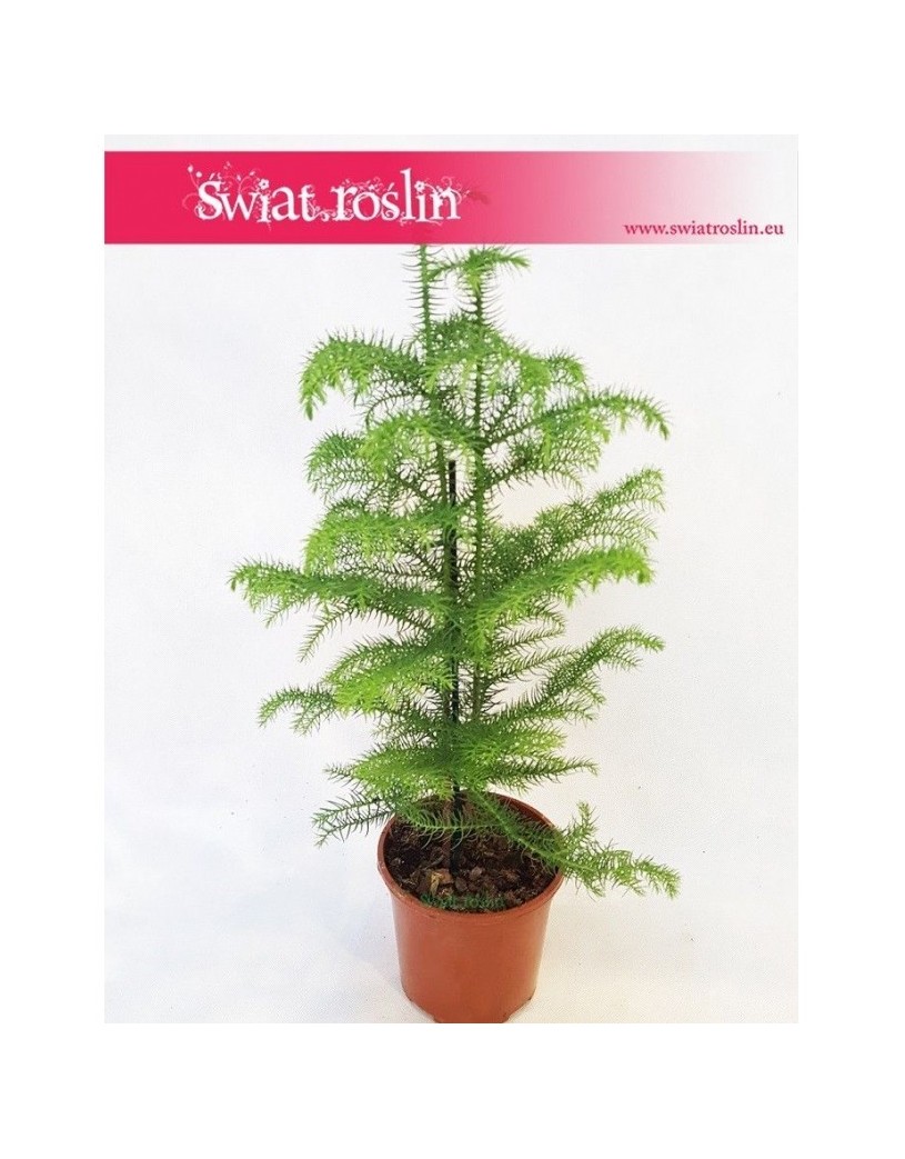 Araukaria wyniosła, Araucaria heterophylla 1