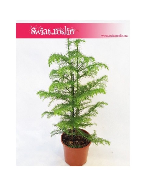 Araukaria wyniosła, Araucaria heterophylla 1