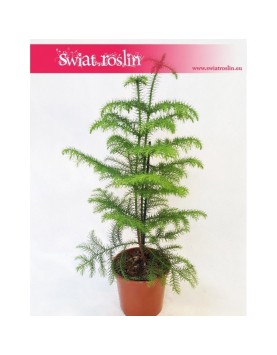 Araukaria wyniosła, Araucaria heterophylla 3