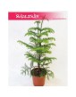 Araukaria wyniosła, Araucaria heterophylla 3