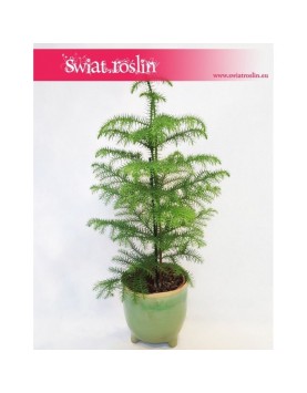 Araukaria wyniosła, Araucaria heterophylla 4
