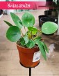 Pieniążek roślina sklep online wysyłka, Pilea peperomioides, Chińska roślina pieniężna, Roślina misyjna,