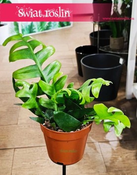 Epiphyllum Chrysocardium, Phyllocactus rośliny Kraków sklep stacjonarny, Epifyllum Chrysocardium