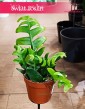 Epiphyllum Chrysocardium sklep z sukulentami w Krakowie wysyłka roślin, Phyllocactus, Epifyllum Chrysocardium