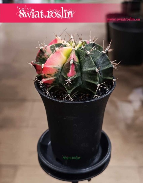 Gymnocalycium Mihanovichii Japan sukulent kolekcjonerski sklep w Krakowie wysyłka roślin - Gymnokalycium