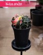 Gymnocalycium Mihanovichii Japan sklep internetowy online wysyłka roślin - Gymnokalycium