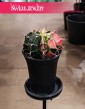 Gymnocalycium Mihanovichii Japan modny sukulent do domu do mieszkania do firmy- Gymnokalycium
