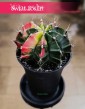 Gymnocalycium Mihanovichii Japan - Gymnokalycium