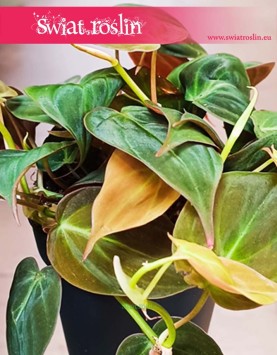 Filodendron Scandens Micans sklep internetowy online, Philodendron Scandens Micans, Filodendron Pnący Micans