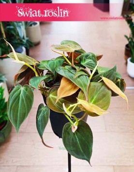 Filodendron Scandens Micans, Philodendron Scandens Micans kup w sklepie w Krakowie, Filodendron Pnący Micans