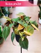 Filodendron Scandens Micans, Philodendron Scandens Micans kup w sklepie w Krakowie, Filodendron Pnący Micans