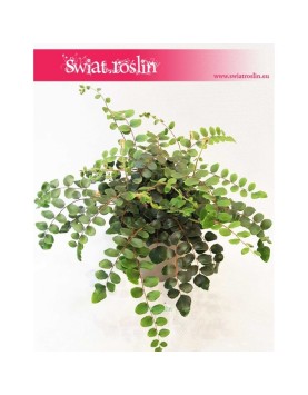 Ciemnotka Okrągłolistna ,Pellaea Rotundifolia, Pieniążek 1