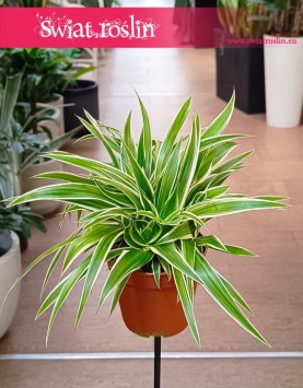 Zielistka Sternberga Ocean modna roslina z instagrama sklep z wysyłką do domu, Chlorophytum Comosum Ocean