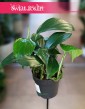 Filodendron Dragon Tail sklep w Krakowie, Raphidophora decursiva Dragon Tail,  Philodendron Dragon Tail.