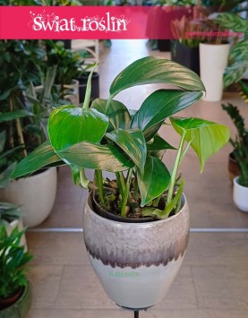 Filodendron Dragon Tail sklep online, Raphidophora decursiva Dragon Tail,  Philodendron Dragon Tail.