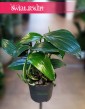 Filodendron Dragon Tail sklep internetowy, Raphidophora decursiva Dragon Tail,  Philodendron Dragon Tail.