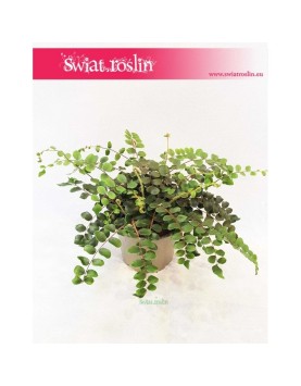 Ciemnotka Okrągłolistna ,Pellaea Rotundifolia, Pieniążek 3