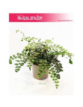 Ciemnotka Okrągłolistna ,Pellaea Rotundifolia, Pieniążek 4