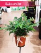 Paproć Humata Griffithiana Kup w Krakowie z wysyłką do domu, Paproć Noga Pająka