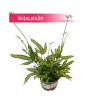 Pteris Cretica, Paproć Pteris Cretica, Orliczka, Paprotka Orliczka Kreteńska 1