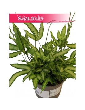 Pteris Cretica, Paproć Pteris Cretica, Orliczka, Paprotka Orliczka Kreteńska 2