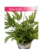 Pteris Cretica, Paproć Pteris Cretica, Orliczka, Paprotka Orliczka Kreteńska 2