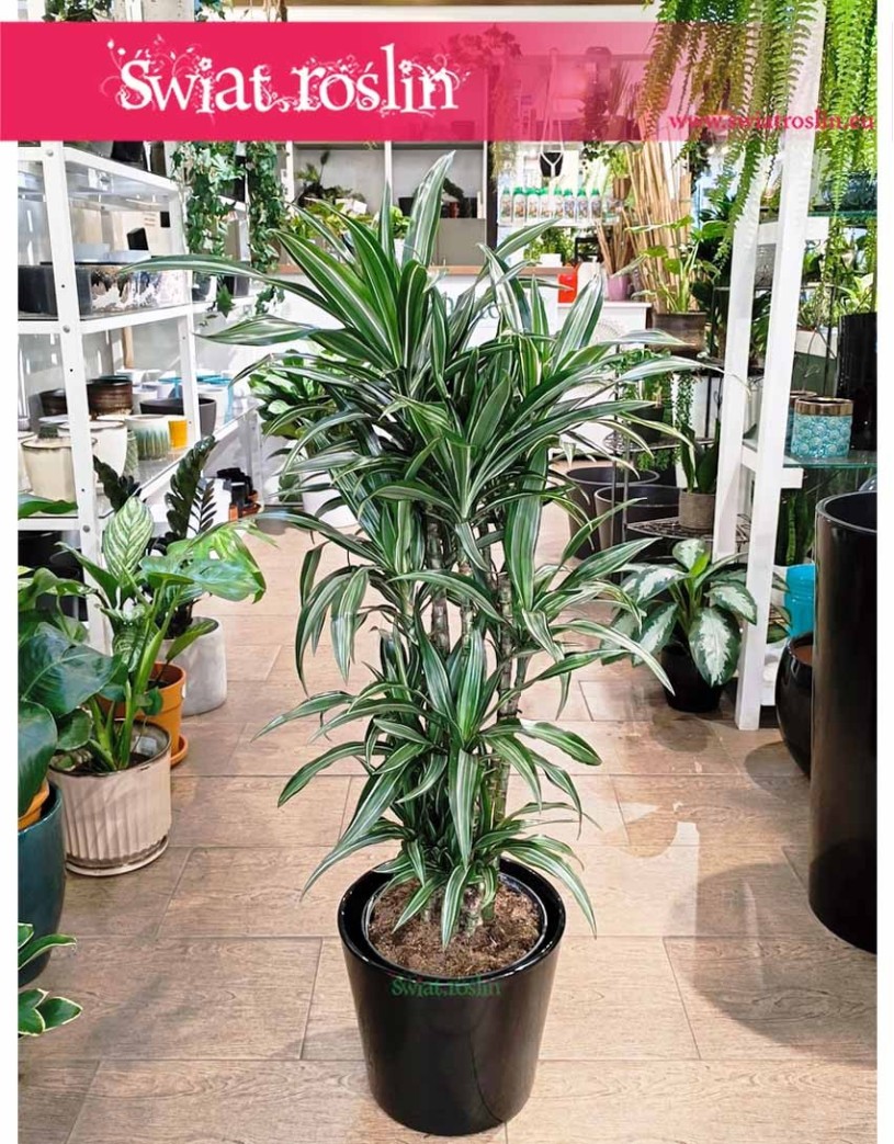 Dracaena Deremeńska Ulisses, Dracena Ulisses, Draceana Ulisses,
