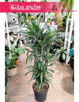 Dracaena Deremeńska Ulisses kup online w Krakowie, Dracena Ulisses, Draceana Ulisses,