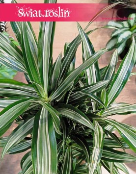 Duża Dracaena Deremeńska Ulisses kup w sklepie interentowym online, Dracena Ulisses, Draceana Ulisses,