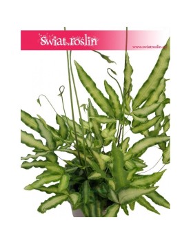 Pteris Cretica, Paproć Pteris Cretica, Orliczka, Paprotka Orliczka Kreteńska 3