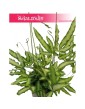 Pteris Cretica, Paproć Pteris Cretica, Orliczka, Paprotka Orliczka Kreteńska 3