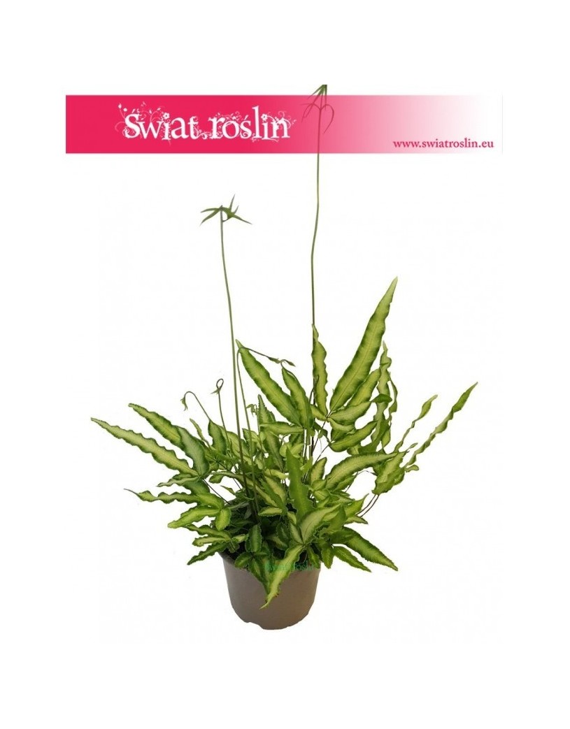 Pteris Cretica, Paproć Pteris Cretica, Orliczka, Paprotka Orliczka Kreteńska 4